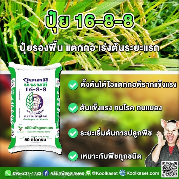 ปุ๋ยสูตร 16-8-8 ตราแนนซี่ ต้นโตไว คูลเกษตร  | คลินิกพืชคูลเกษตร - ชุมตาบง นครสวรรค์
