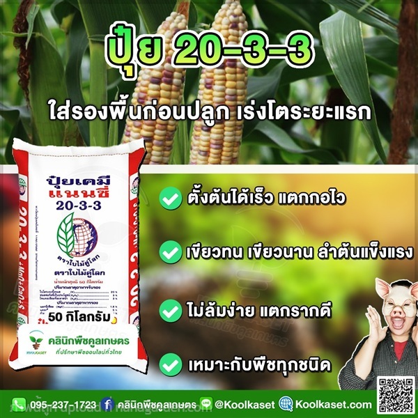 ปุ๋ยสูตร 20-3-3 ตราแนนซี่ ต้นแข็งแรง คูลเกษตร | คลินิกพืชคูลเกษตร - ชุมตาบง นครสวรรค์