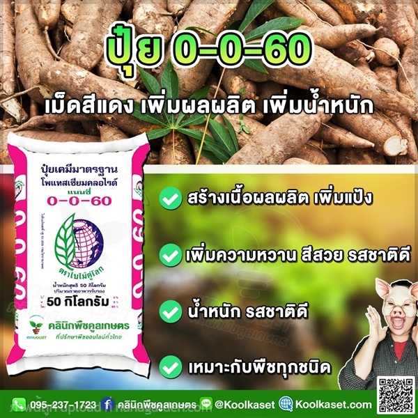 ปุ๋ยสูตร 0-0-60 ตราแนนซี่ เพิ่มน้ำหนัก คูลเกษตร | คลินิกพืชคูลเกษตร - ชุมตาบง นครสวรรค์
