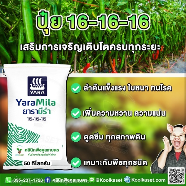 ปุ๋ยสูตร 16-16-16 ตรายาร่า สูตรเสมอ แท้ คูลเกษตร  | คลินิกพืชคูลเกษตร - ชุมตาบง นครสวรรค์