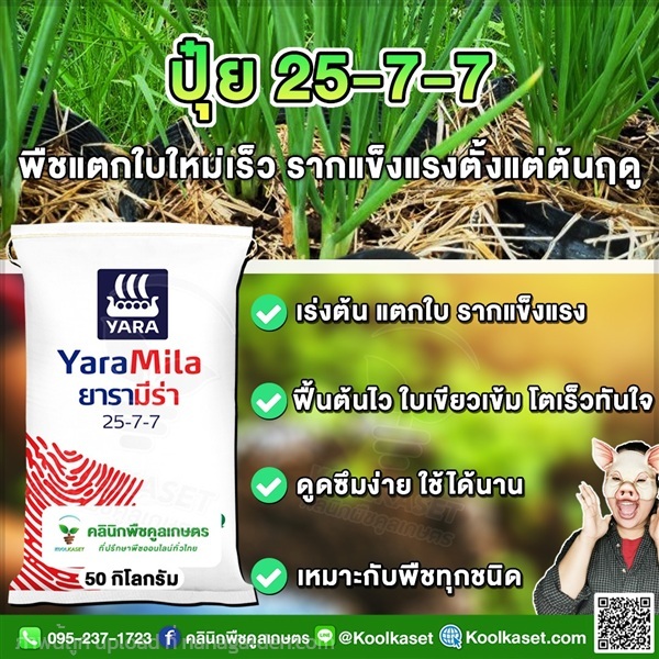 ปุ๋ยสูตร 25-7-7 ตรายาร่า เร่งต้น เร่งโต คูลเกษตร  | คลินิกพืชคูลเกษตร - ชุมตาบง นครสวรรค์