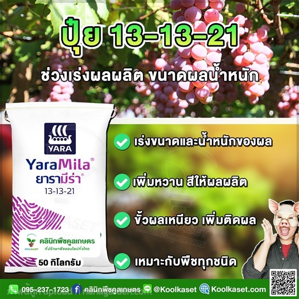 ปุ๋ยสูตร 13-13-21 ตรายาร่า ขยายผล คูลเกษตร | คลินิกพืชคูลเกษตร - ชุมตาบง นครสวรรค์