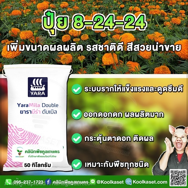 ปุ๋ยสูตร 8-24-24 ตรายาร่า เพิ่มขนาดผล คูลเกษตร  | คลินิกพืชคูลเกษตร - ชุมตาบง นครสวรรค์
