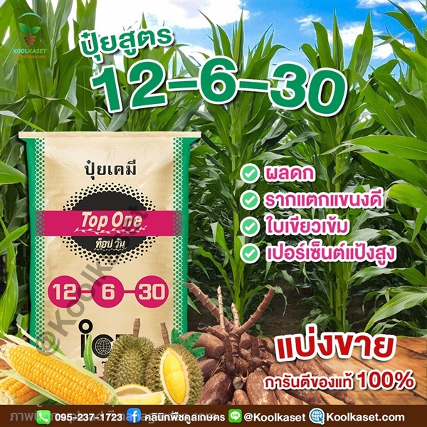 ปุ๋ยสูตร 12-6-30 ตราท็อปวัน แท้ คูลเกษตร | คลินิกพืชคูลเกษตร - ชุมตาบง นครสวรรค์