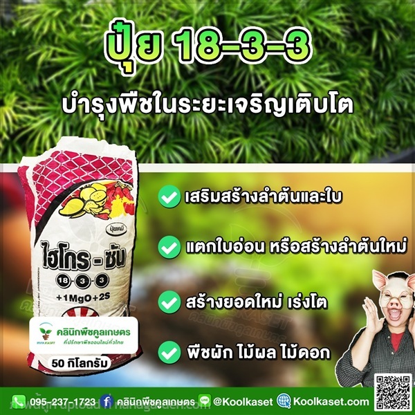 ปุ๋ยสูตร 18-3-3 ตราSCไฮโกร แท้ คูลเกษตร  | คลินิกพืชคูลเกษตร - ชุมตาบง นครสวรรค์