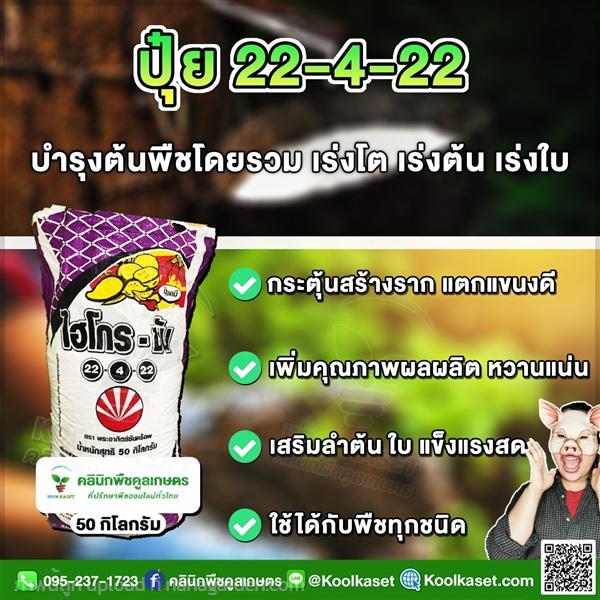 ปุ๋ยสูตร 22-4-22 ตราSCไฮโกร เต็มสูตร แท้ คูลเกษตร  | คลินิกพืชคูลเกษตร - ชุมตาบง นครสวรรค์