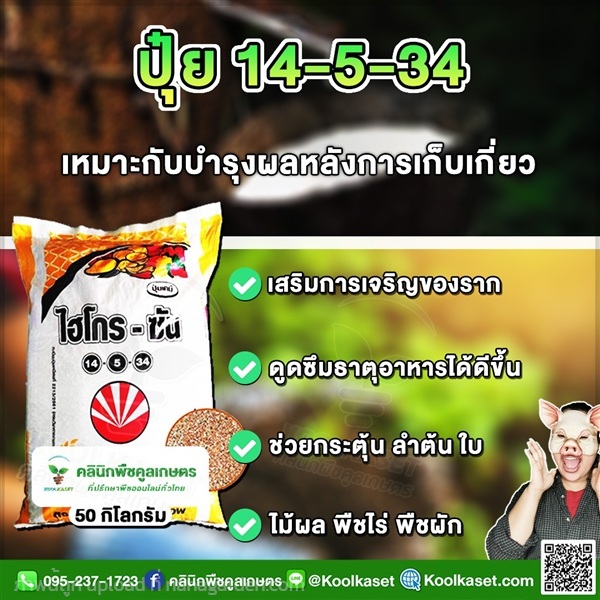 ปุ๋ยสูตร 14-5-34 ตราSCไฮโกร เร่งลำต้น แท้ คูลเกษตร | คลินิกพืชคูลเกษตร - ชุมตาบง นครสวรรค์