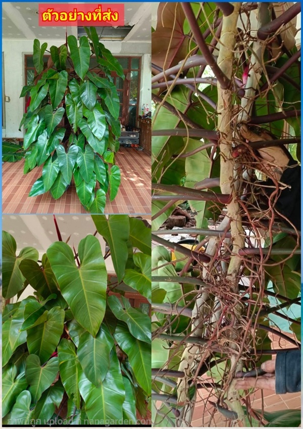 กอใหญ่ ฟินโลมรกตแดง ฟิโลเดนดรอนมรกตแดง Philodendro | Shopping by lewat - เมืองมหาสารคาม มหาสารคาม