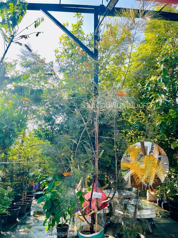 ต้นสนเกรวิลเลียพันธุ์ส้มเม่น | เดือนพันธุ์ไม้มงคล - บางใหญ่ นนทบุรี