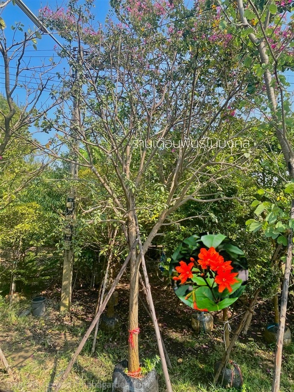 ต้นคอร์เดีย | เดือนพันธุ์ไม้มงคล - บางใหญ่ นนทบุรี