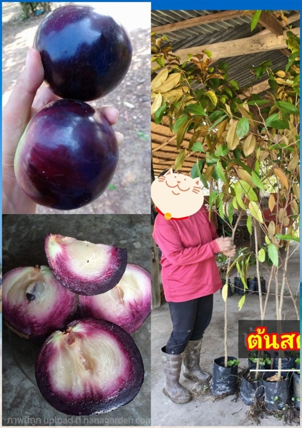 2เมตร ต้นสตาร์แอปเปิ้ล เวียดนาม สีม่วง Star Apple | Shopping by lewat - เมืองมหาสารคาม มหาสารคาม