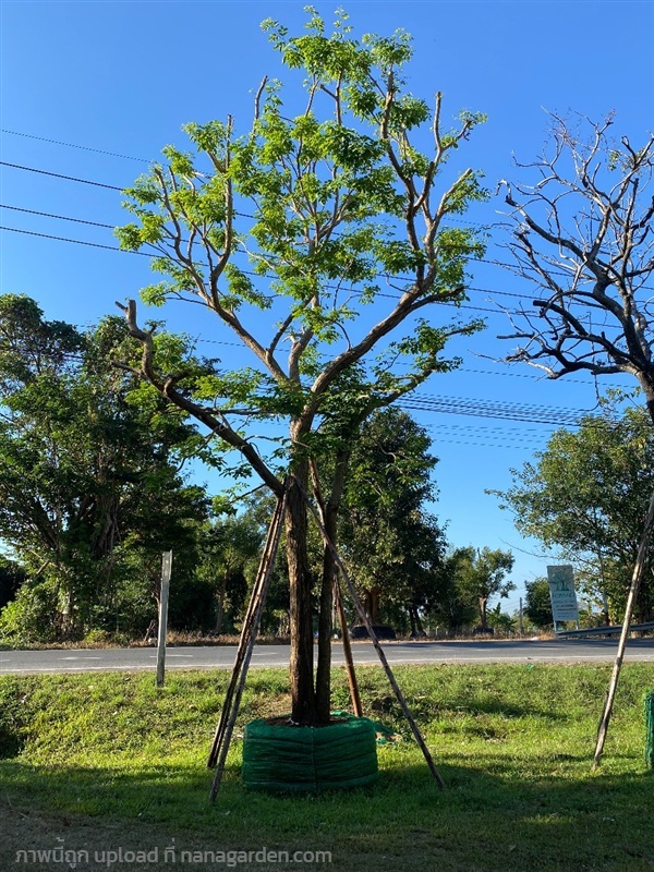 ต้นพยุง | สวนพันเงิน พันทอง -  สระบุรี