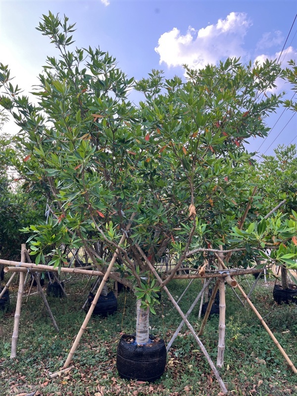 ต้นกระดิ่งนางฟ้า (ไคร่ย้อย) | ณัฐพลพันธุ์ไม้ -  ปราจีนบุรี