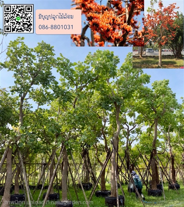 ทองกวาว ต้นจาน | มีบุญปลูก - ศรีประจันต์ สุพรรณบุรี