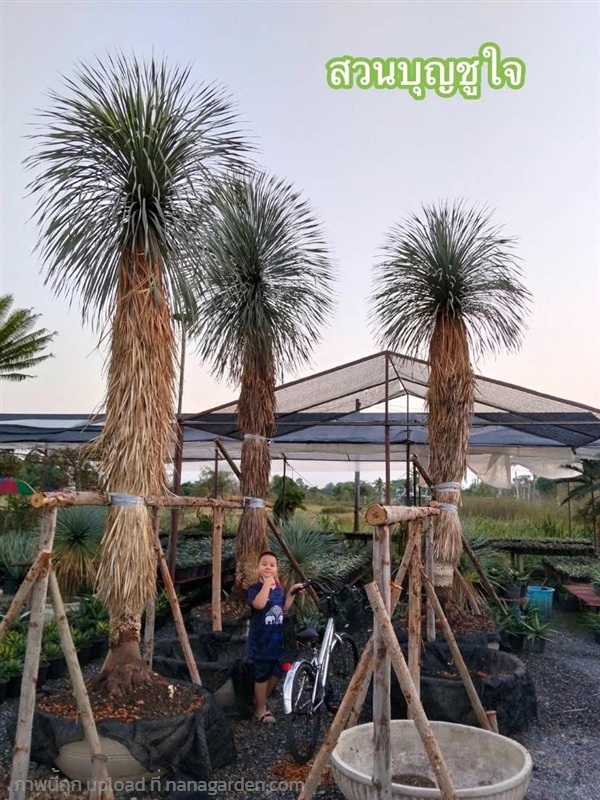 ยุคค่า (Yucca Rostrata) | สวนบุญชูใจ -  นครนายก