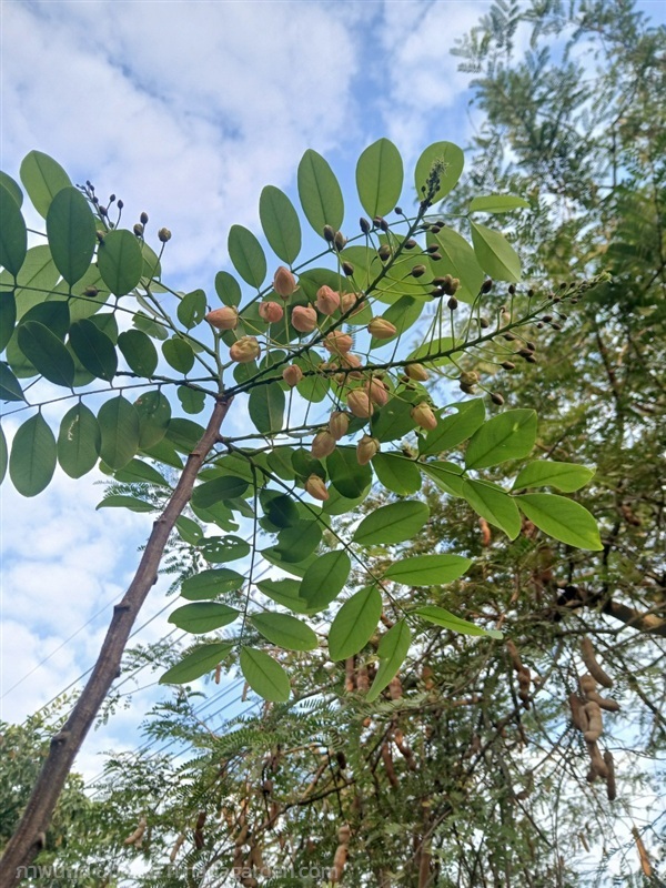 ต้นคูณชมพูหรือคูณสายรุ้งขนาดลำต้น2-3นิ้วสูง2-4เมตร | สวนต้นทองหลาง ธีระพล - ลาดกระบัง กรุงเทพมหานคร