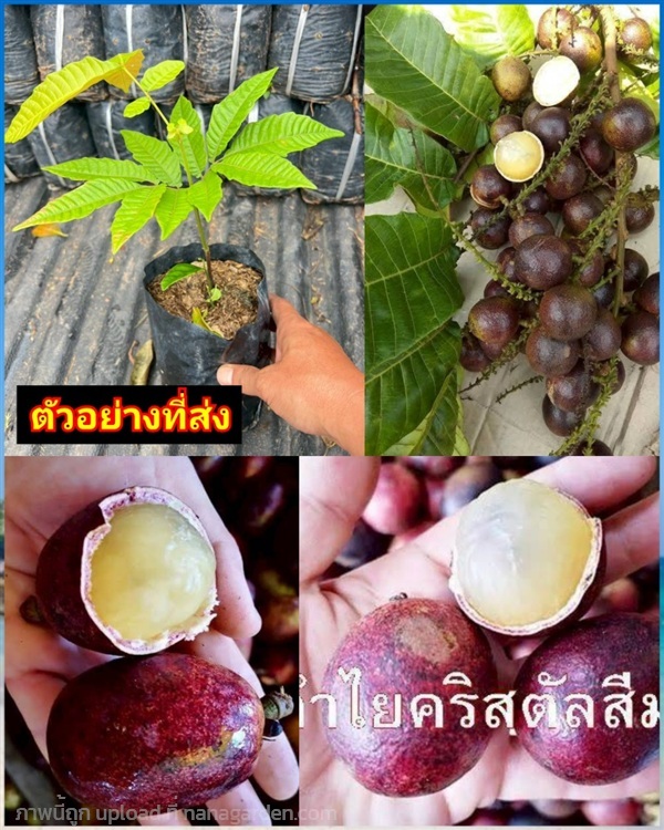 ลำไยคริสตัล ม่วงจัมโบ้ Jumbo Purple Crystal Longan | Shopping by lewat - เมืองมหาสารคาม มหาสารคาม