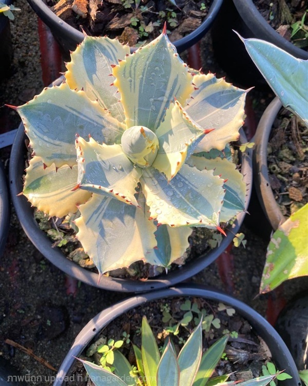 Agave Isthmensis Kabutogani Variegared | สวนบุญชูใจ -  นครนายก