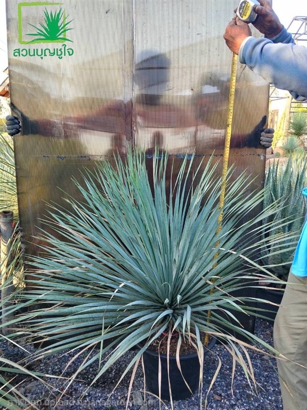 ยุคค่า (Yucca Rostrata) | สวนบุญชูใจ -  นครนายก