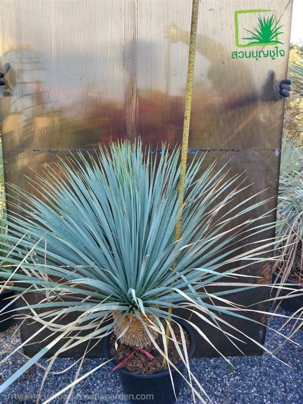 ยุคค่า (Yucca Rostrata) | สวนบุญชูใจ -  นครนายก