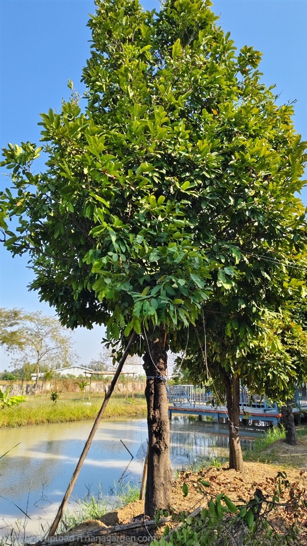 ต้นมะพลับทอง | สวนไอริณพันธุ์ไม้ - สามชุก สุพรรณบุรี