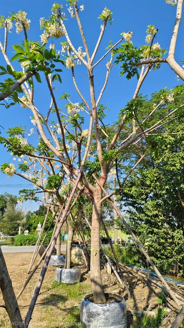 คูณขาว | สวนไอริณพันธุ์ไม้ - สามชุก สุพรรณบุรี