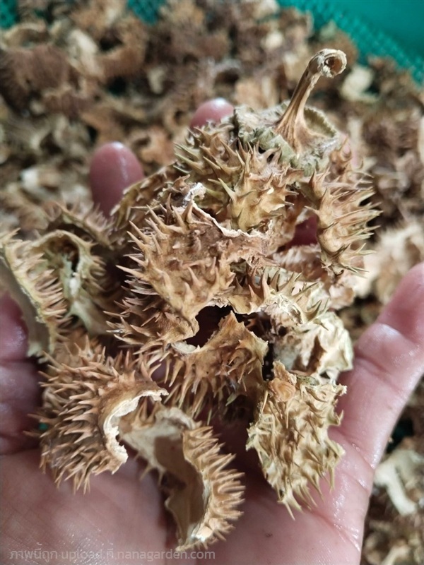 ลำโพงขาว มะเขือบ้า ขายเปลือกผล | เมล็ดพันธุ์ดี เกษตรวิถีไทย - เมืองระยอง ระยอง