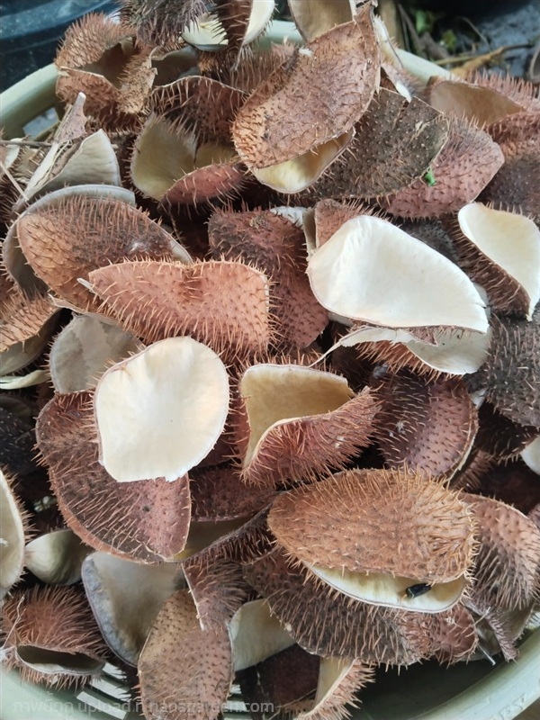 สวาด สมุนไพรสวาด ขายเปลือกผลตากแห้ง | เมล็ดพันธุ์ดี เกษตรวิถีไทย - เมืองระยอง ระยอง