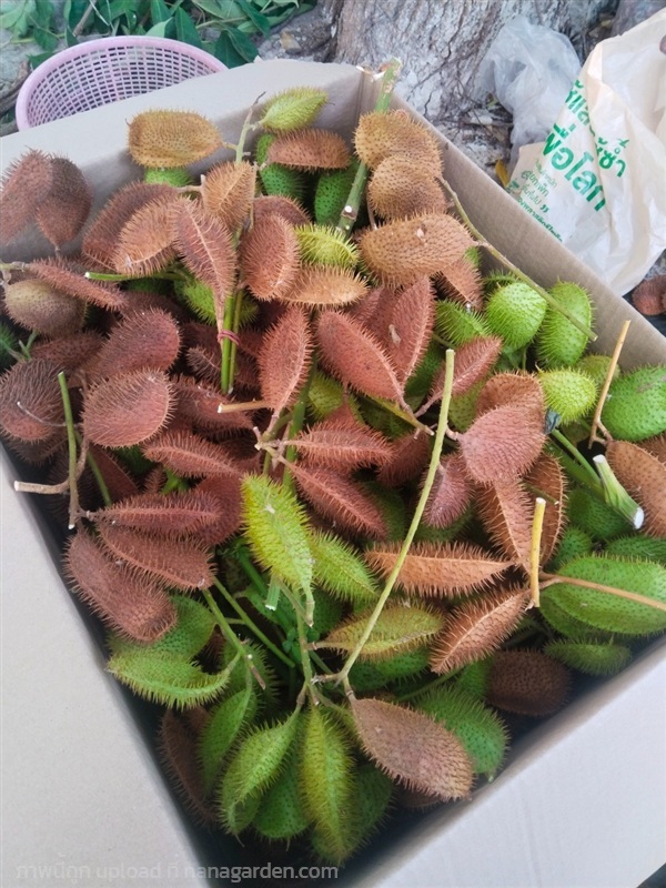 สวาด ผลสวาด ขายผลสวาด  | เมล็ดพันธุ์ดี เกษตรวิถีไทย - เมืองระยอง ระยอง