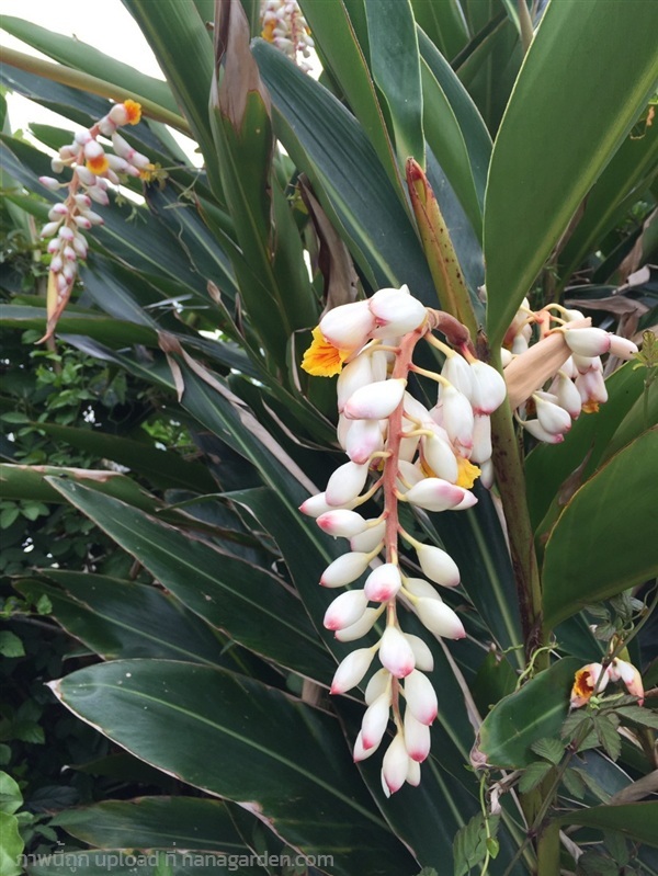 ข่าโคม ขิงไข่มุก ขายเมล็ดพันธุ์/ต้นกล้า  | เมล็ดพันธุ์ดี เกษตรวิถีไทย - เมืองระยอง ระยอง