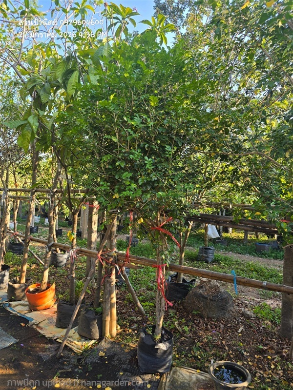 แก้วพวงดวงใจ2" | สวนป้านิตย์ ปราจีนบุรี - เมืองปราจีนบุรี ปราจีนบุรี