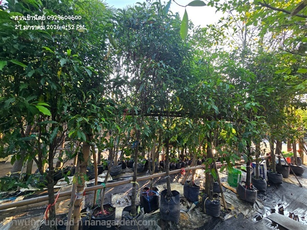 พิกุล2" | สวนป้านิตย์ ปราจีนบุรี - เมืองปราจีนบุรี ปราจีนบุรี