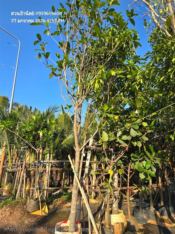 พุดภูเก็ต4"+ | สวนป้านิตย์ ปราจีนบุรี - เมืองปราจีนบุรี ปราจีนบุรี