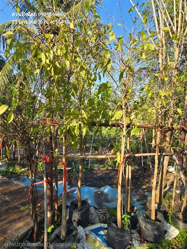 มะตูม1.8" | สวนป้านิตย์ ปราจีนบุรี - เมืองปราจีนบุรี ปราจีนบุรี