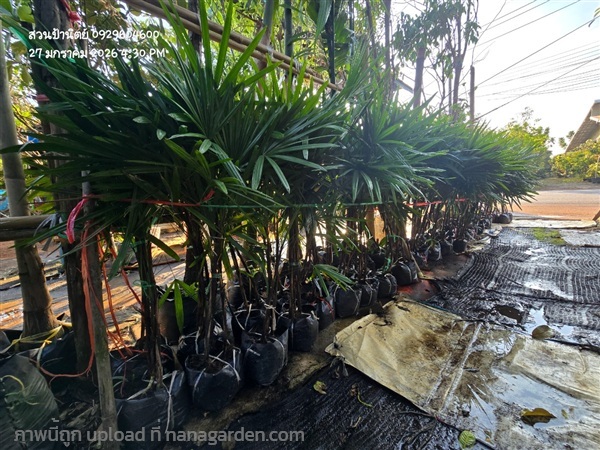 จั๋งเชียงใหม่ มี3ลำ ถุงละ | สวนป้านิตย์ ปราจีนบุรี - เมืองปราจีนบุรี ปราจีนบุรี