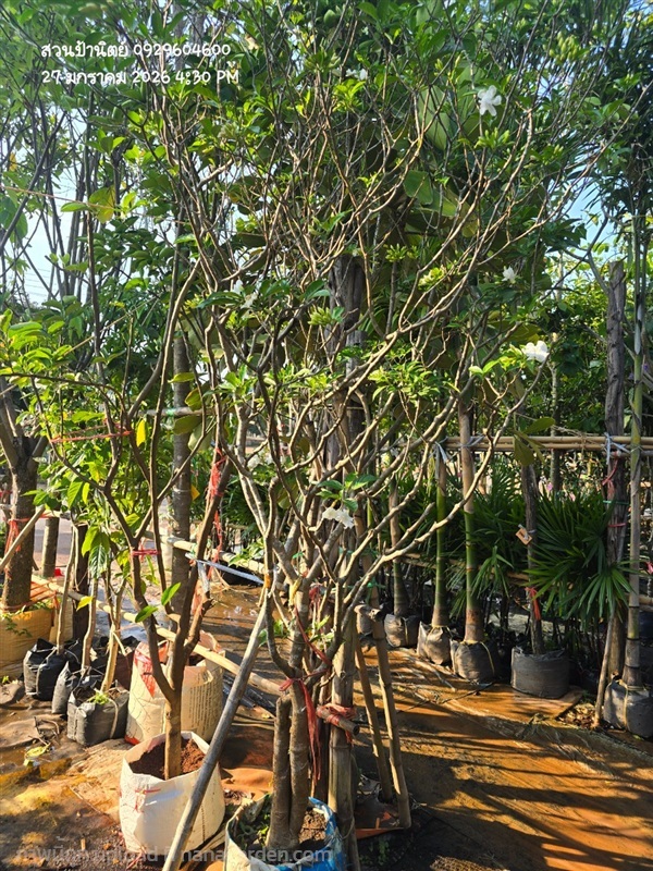 พุดจีบ | สวนป้านิตย์ ปราจีนบุรี - เมืองปราจีนบุรี ปราจีนบุรี