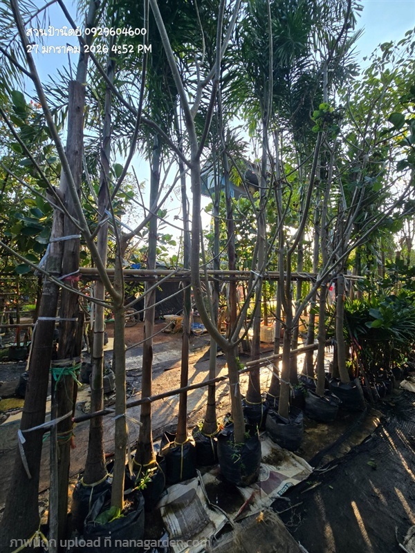 ทองหลางด่าง3" ดอกสีขาว | สวนป้านิตย์ ปราจีนบุรี - เมืองปราจีนบุรี ปราจีนบุรี