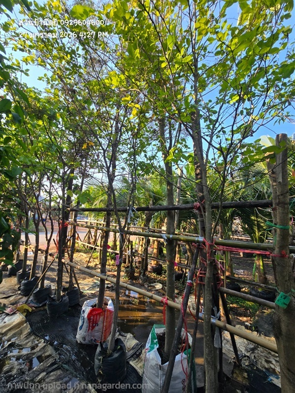 ต้นชะแมบหรือทองนพเก้า 2" กำลังแตกใบใหม่ | สวนป้านิตย์ ปราจีนบุรี - เมืองปราจีนบุรี ปราจีนบุรี