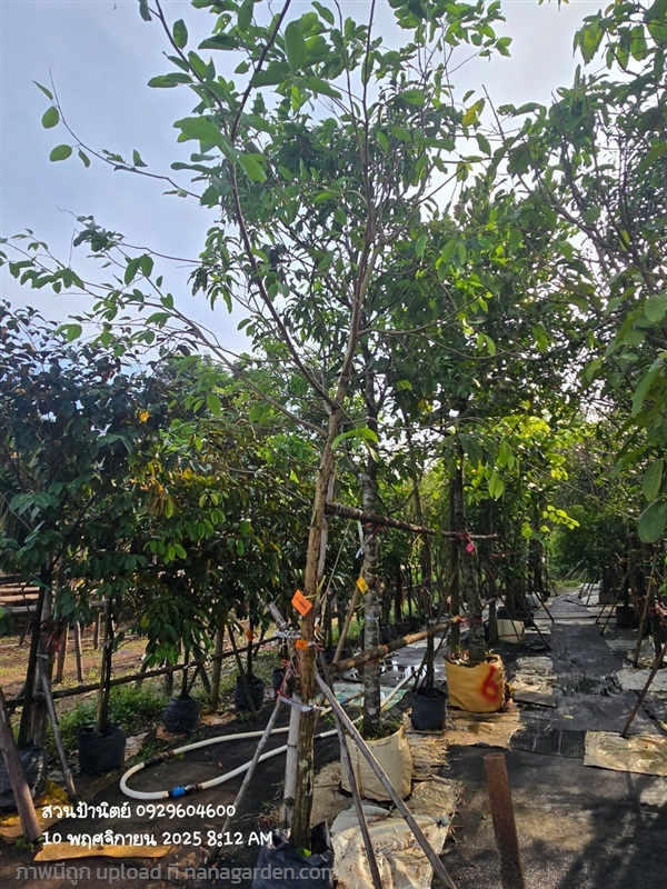 ต้นพยอม 2",3" | สวนป้านิตย์ ปราจีนบุรี - เมืองปราจีนบุรี ปราจีนบุรี