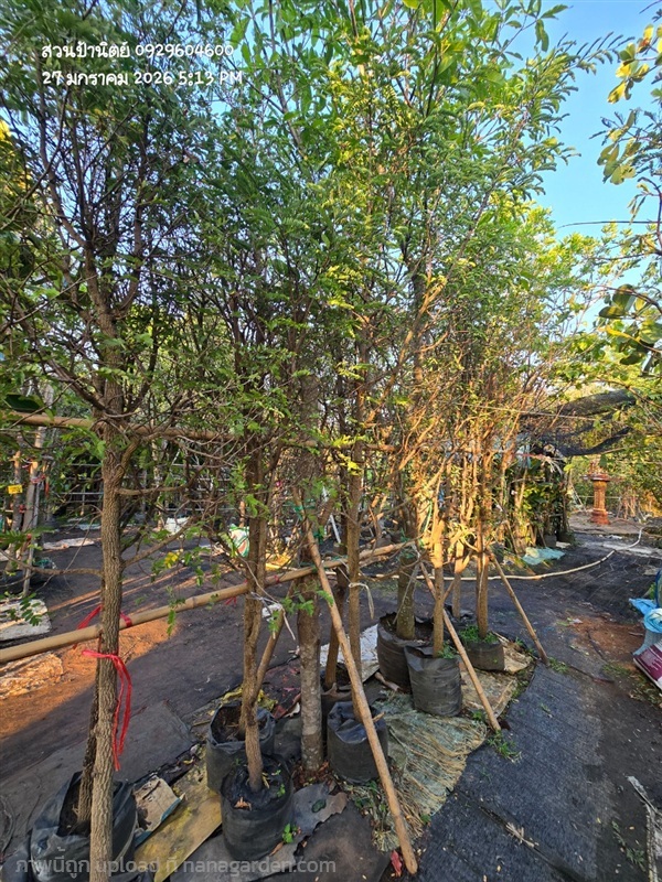 มะขามเปรี้ยว2" | สวนป้านิตย์ ปราจีนบุรี - เมืองปราจีนบุรี ปราจีนบุรี