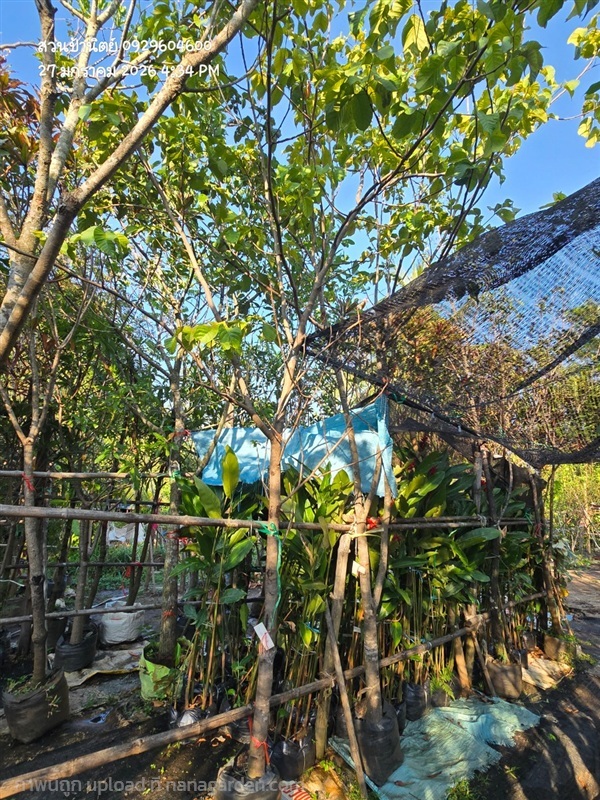 กระท้อนปุยฝ้าย3" | สวนป้านิตย์ ปราจีนบุรี - เมืองปราจีนบุรี ปราจีนบุรี