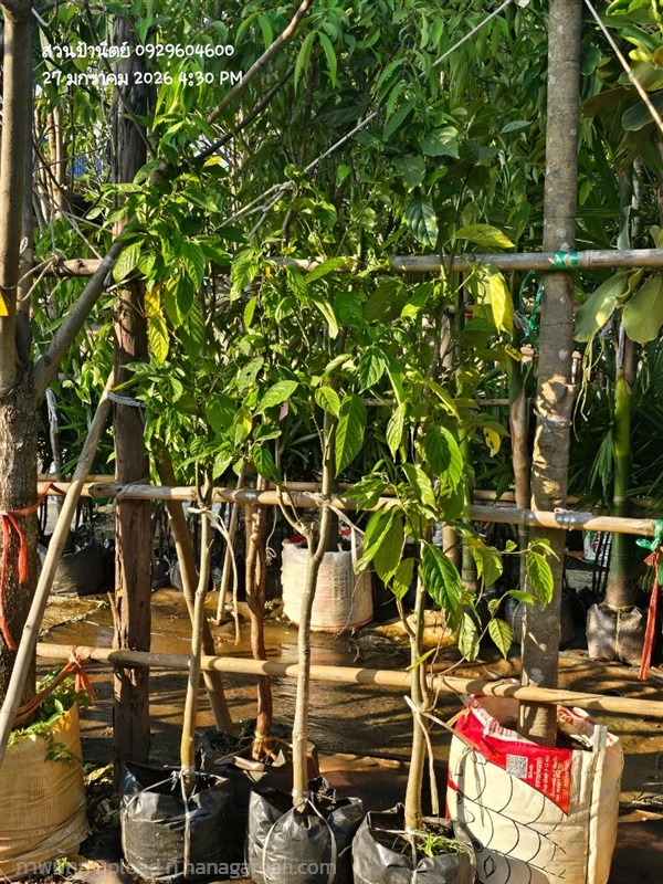 กระดังงาสงขลา | สวนป้านิตย์ ปราจีนบุรี - เมืองปราจีนบุรี ปราจีนบุรี