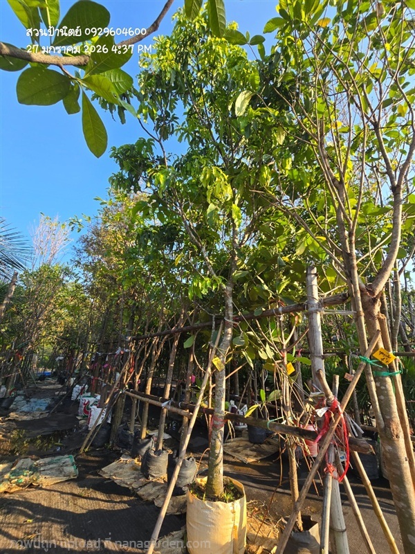 มะม่วงน้ำดอกไม้ 4" | สวนป้านิตย์ ปราจีนบุรี - เมืองปราจีนบุรี ปราจีนบุรี