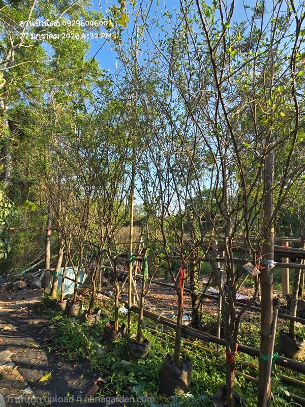 เชอร์รี่หน้า2 | สวนป้านิตย์ ปราจีนบุรี - เมืองปราจีนบุรี ปราจีนบุรี