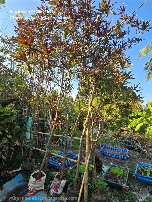 ตีนเป็ดแดง2" ไม้เก่า | สวนป้านิตย์ ปราจีนบุรี - เมืองปราจีนบุรี ปราจีนบุรี