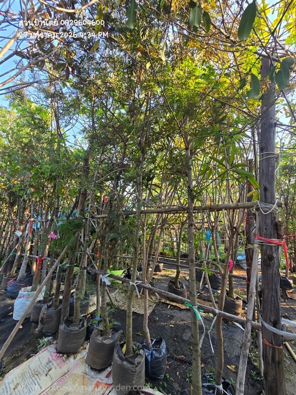 ซิลเวอร์โอ๊ค 2" | สวนป้านิตย์ ปราจีนบุรี - เมืองปราจีนบุรี ปราจีนบุรี