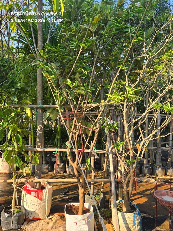 มะนาวยักษ์ ดอกหอม 2"  | สวนป้านิตย์ ปราจีนบุรี - เมืองปราจีนบุรี ปราจีนบุรี