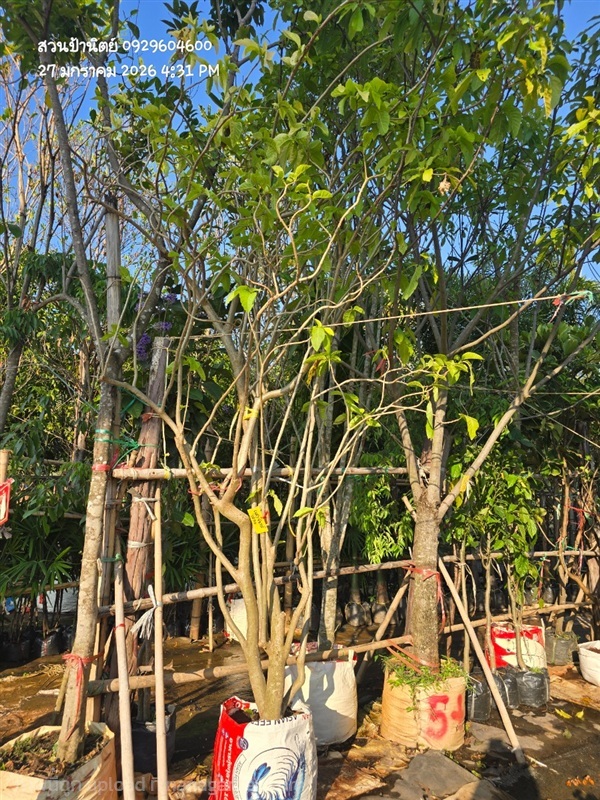 แสงจันทร์ ไม้กอ สูง3ม. | สวนป้านิตย์ ปราจีนบุรี - เมืองปราจีนบุรี ปราจีนบุรี