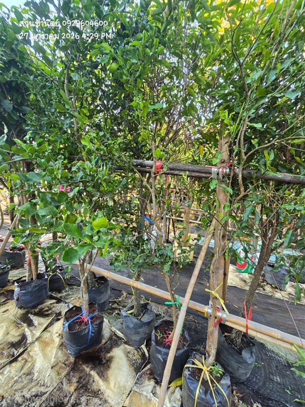 มะกรูด | สวนป้านิตย์ ปราจีนบุรี - เมืองปราจีนบุรี ปราจีนบุรี