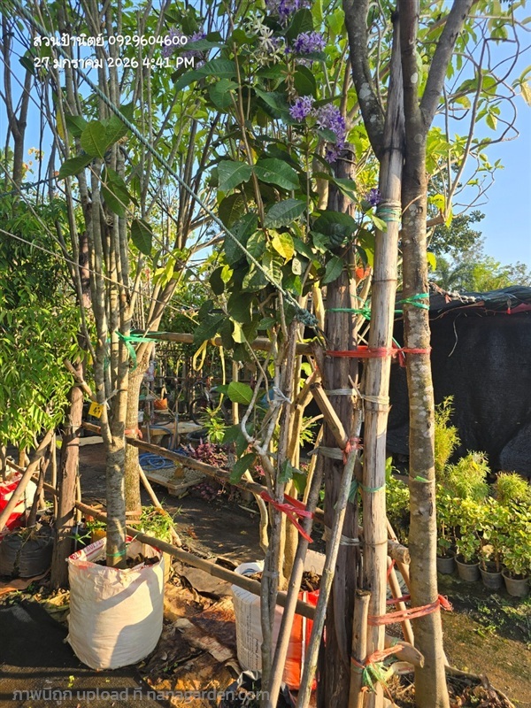 พวงคราม | สวนป้านิตย์ ปราจีนบุรี - เมืองปราจีนบุรี ปราจีนบุรี